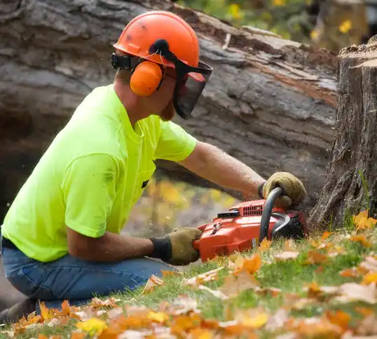 tree services Elkhorn City